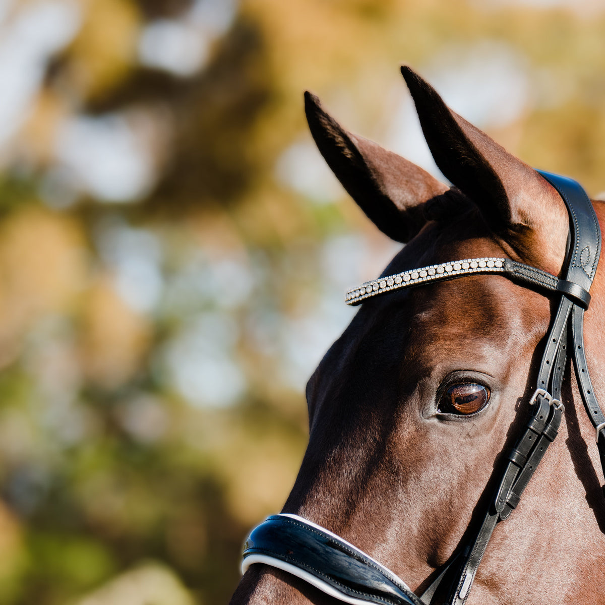 LUMIERE BRIDLES & STRAPPING Lumiere Adeline Cavesson Bridle