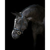LUMIERE BRIDLES & STRAPPING Lumiere Audrey Hanoverian Bridle